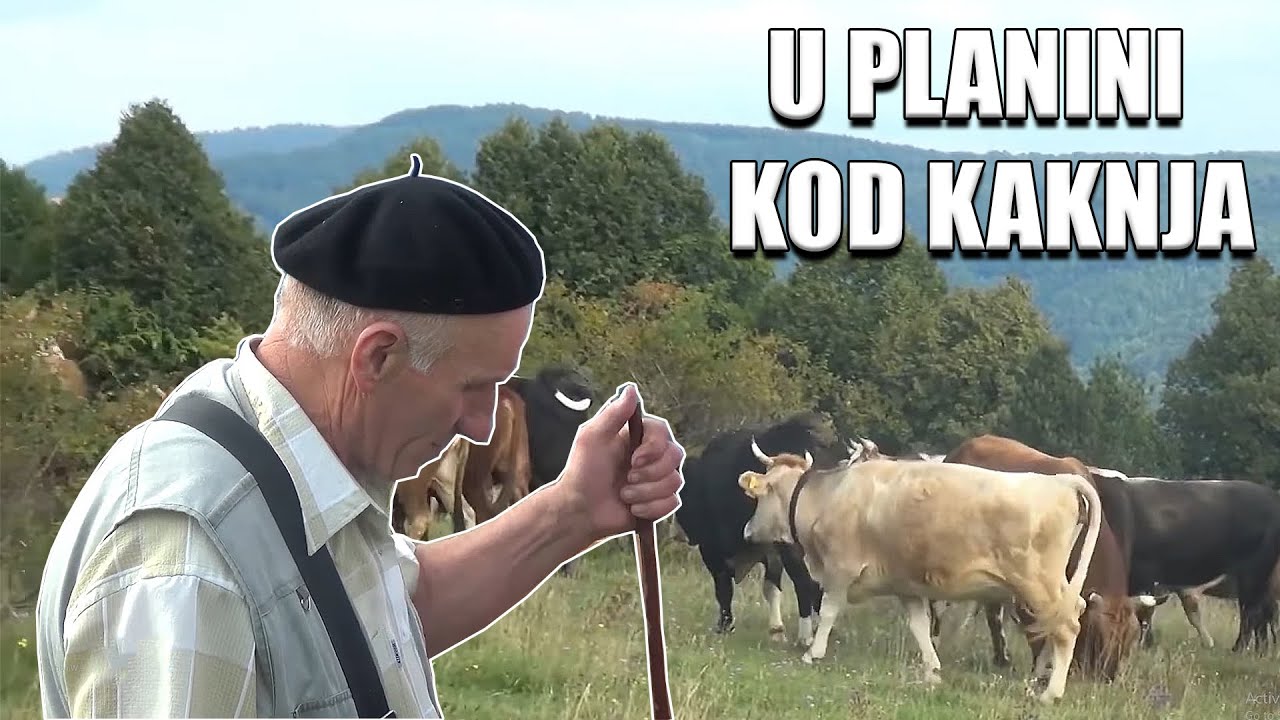 Priča o nomadskom životu, stari pastir koji drži stado autohtone bosanske buše!
