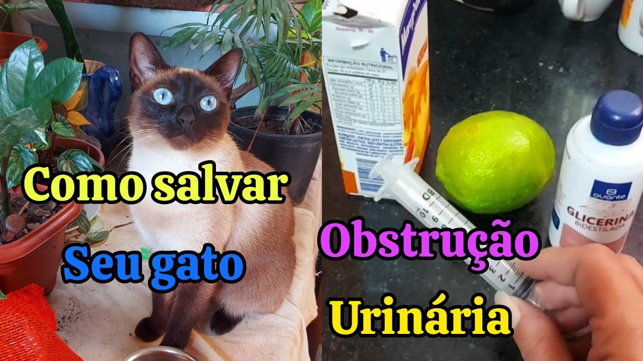 OBSTRUÇÃO URINÁRIA EM GATOS/ RECEITA CASEIRA QUE SALVA