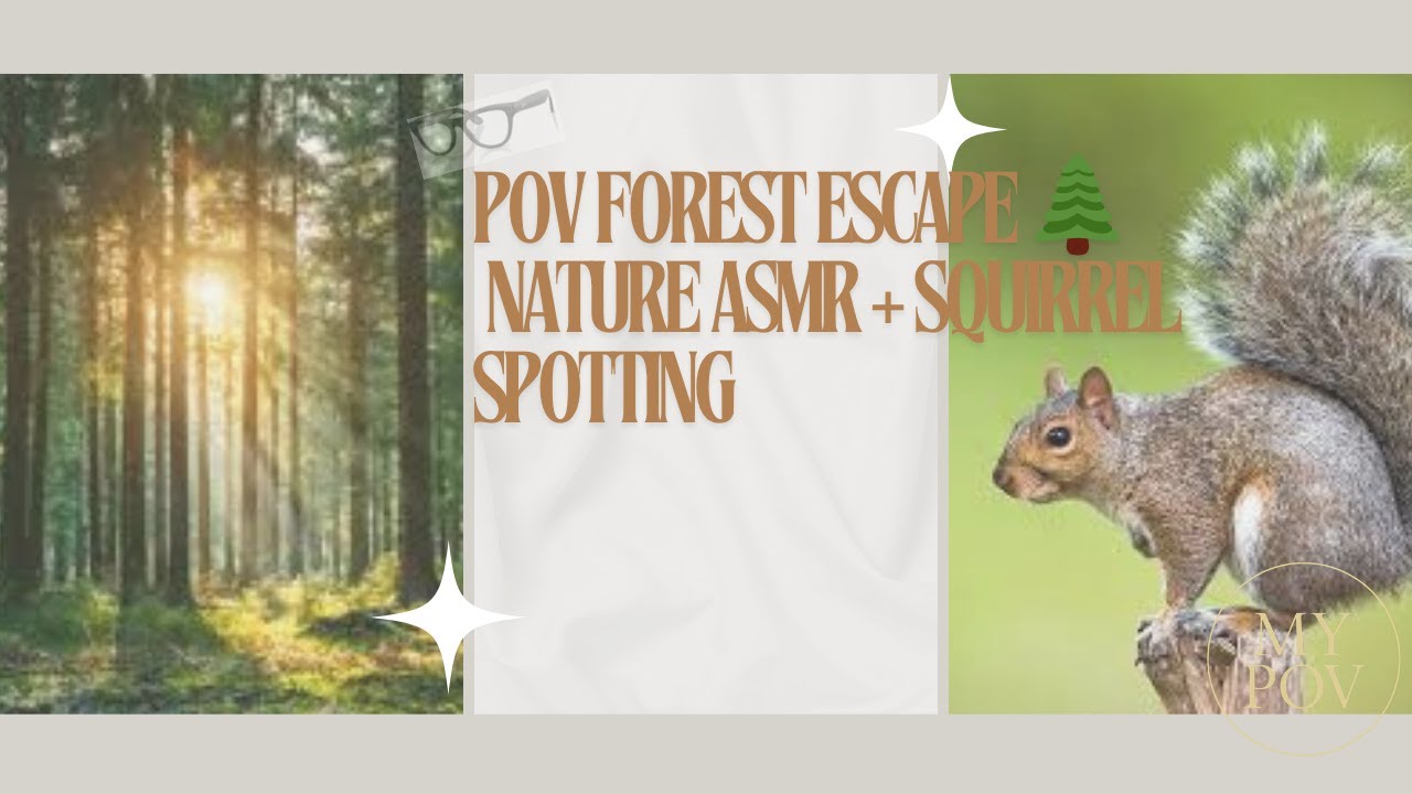 POV: Forest Walk with Nature Sounds | Squirrel Spotting & Ambient Calm