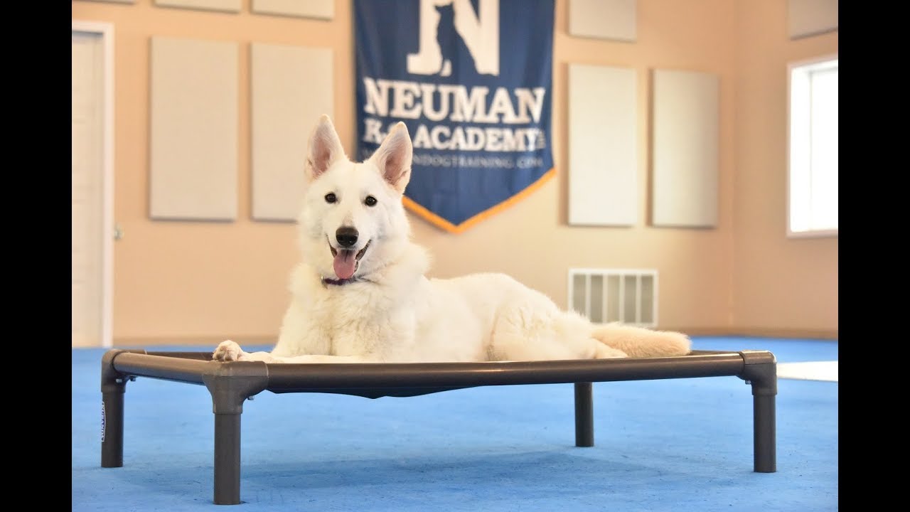 Kuna (Berger Blanc Suisse) Boot Camp Dog Training Video Demonstration