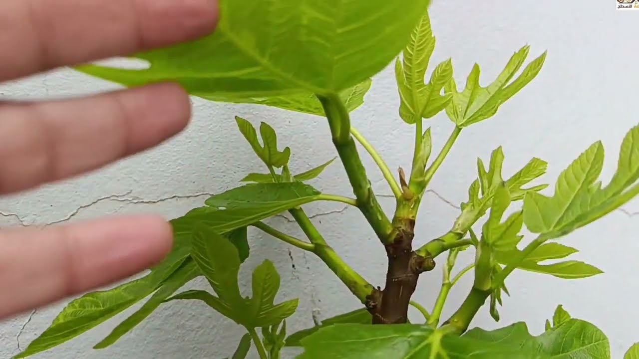 اصناف التين و الذكار