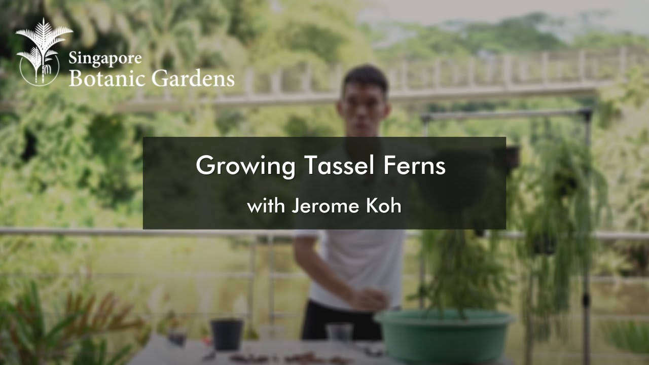 Growing Tassel Ferns
