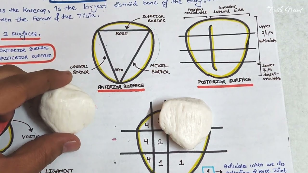 Patella Bone - Complete Anatomy - Easy handwritten notes