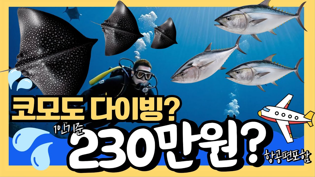 인도네시아 코모도 스쿠버다이빙 데이트립