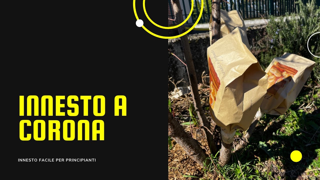 Innesto a corona su pesco