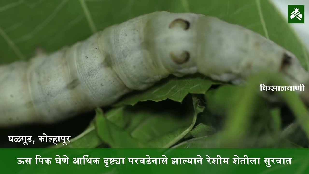 कोल्हापूरच्या शेतकऱ्याचा नादच खुळा; रेशीम शेतीतील बापमाणूस म्हणून मिळवली आहे ख्याती!