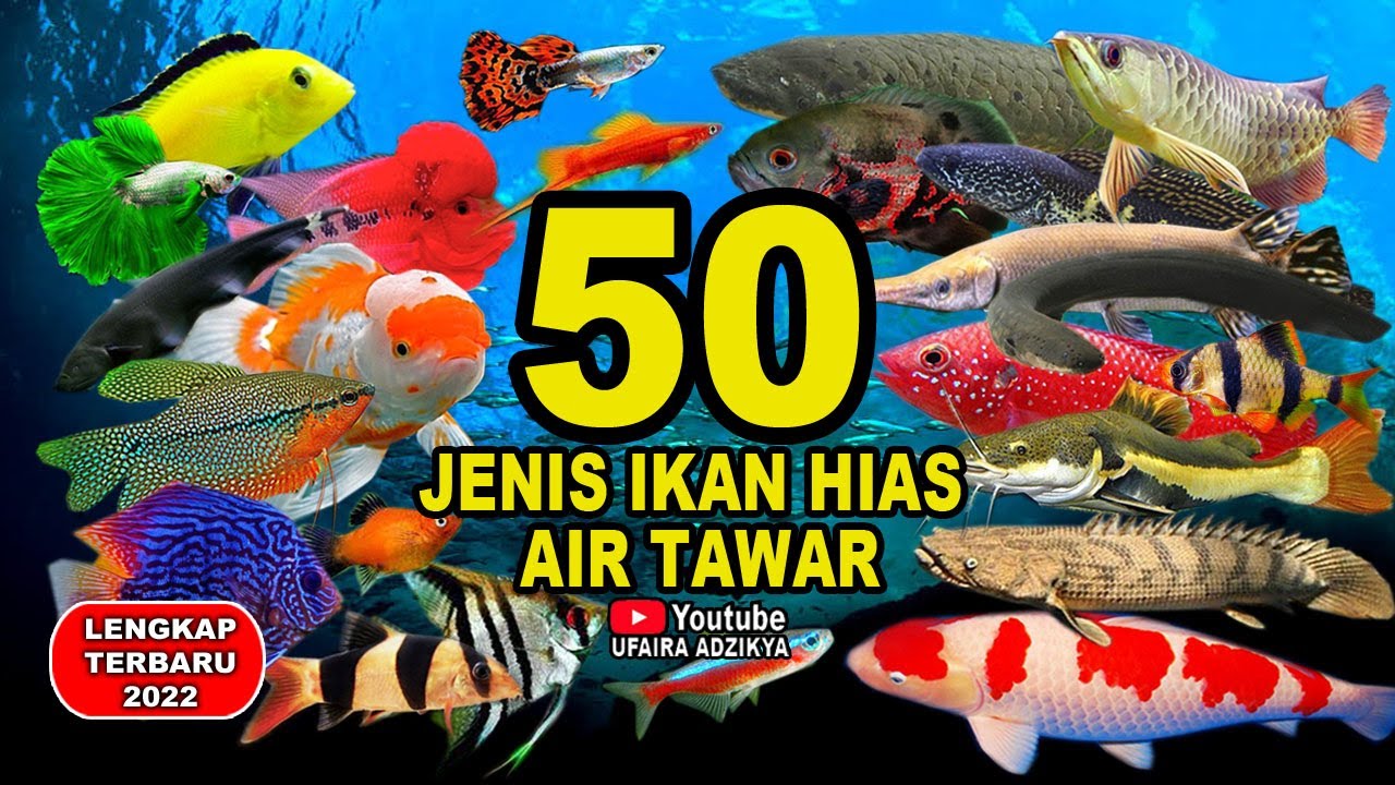 50 Jenis Ikan Hias Air Tawar Aquarium Terpopuler