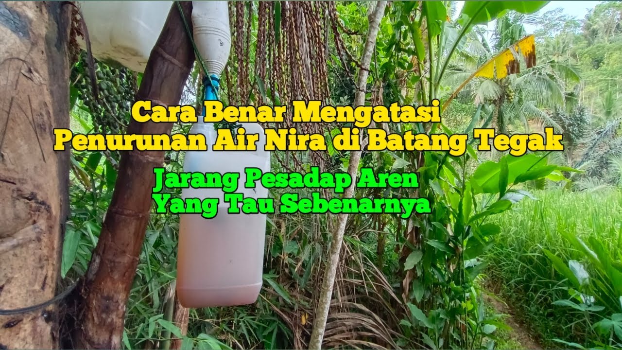 Cara Dan Aturan Paling Tepat Mengatasi Penurunan Air Nira, Pesadap Aren  Banyak Yang Belum Tau!