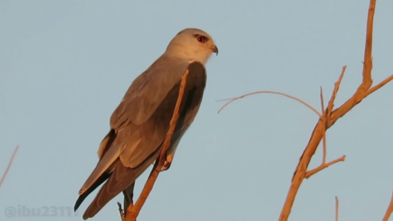 حكايتي مع النباتات