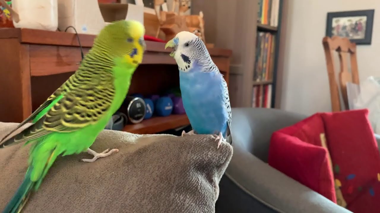 Parakeet Pillow Talk: two parakeets converse and play + NEW PUPPY!