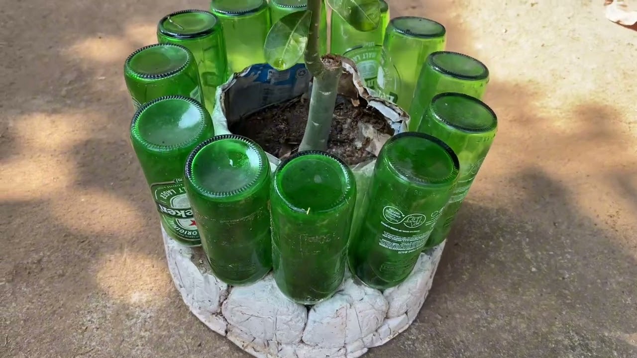 MINHAS ROSAS DO DESERTO!