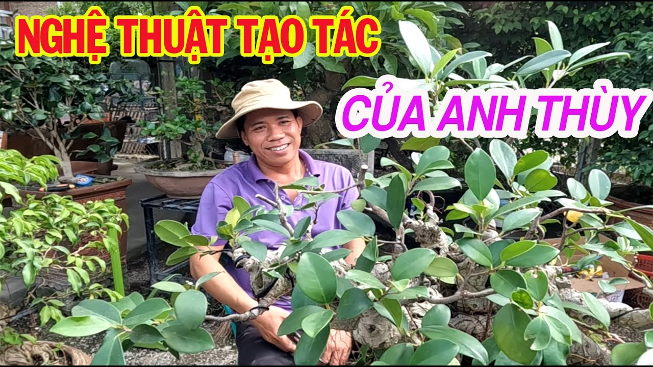 Chia Sẻ Anh THÙY cách làm cây SI quá dễ hiểu | Vườn Anh Thùy Hải Phòng