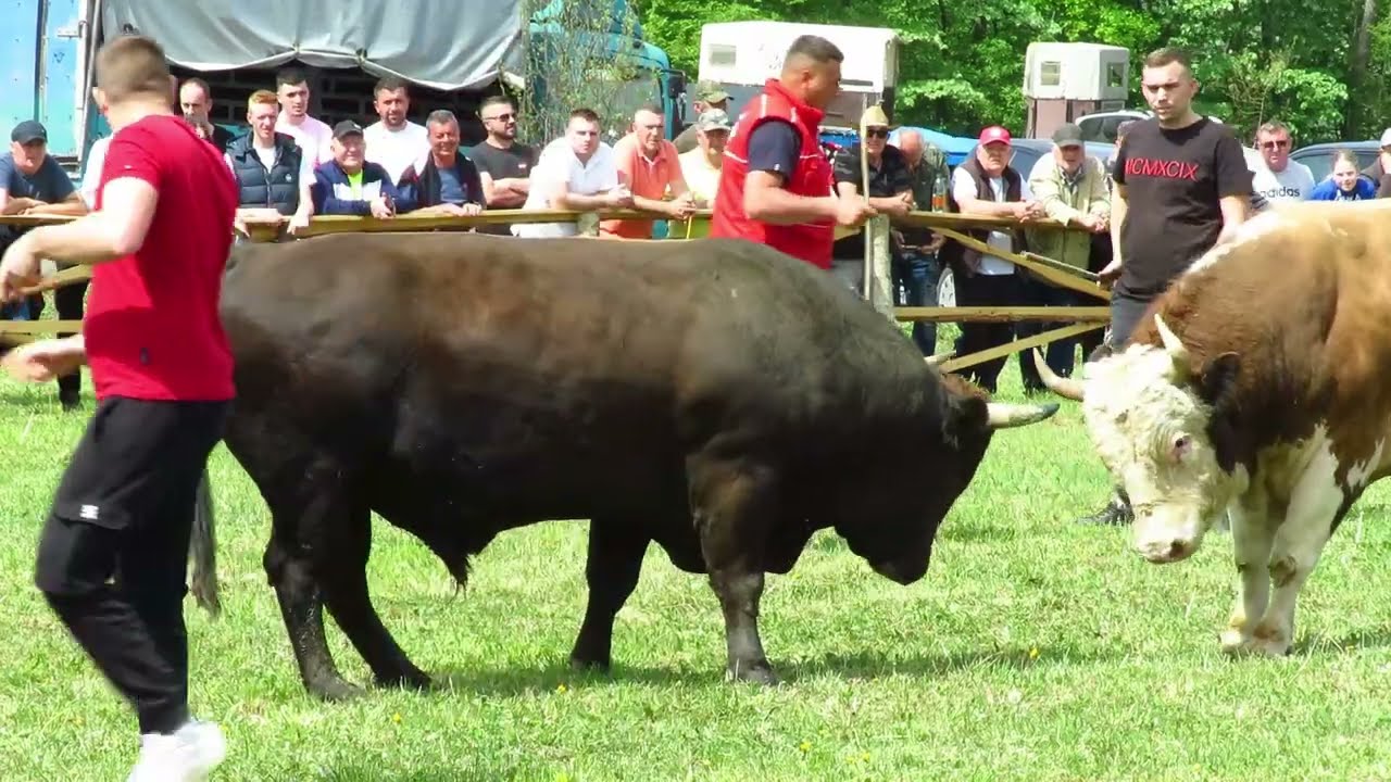 Rambo od Hukanovića vs Ruško od Nezića Crljeni 2024