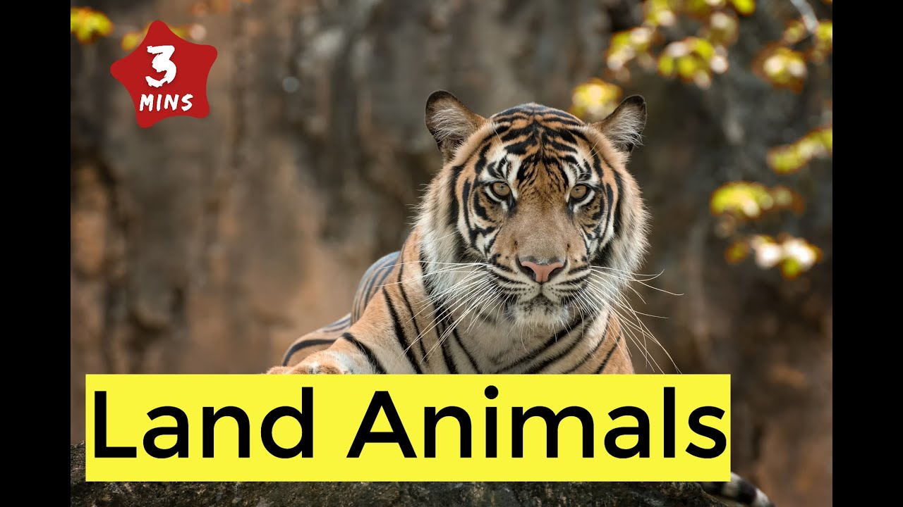Land Animal | Land animals name | Fun Facts (Toddlers and Kids)