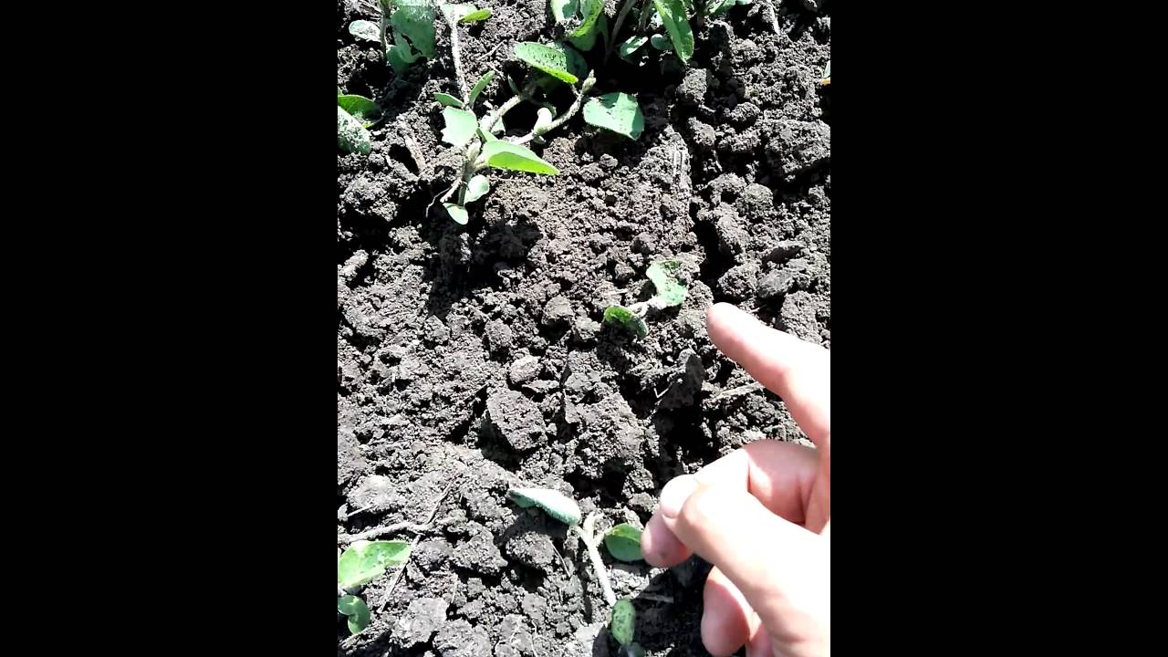 Ротационная Борона степ работа по сое.