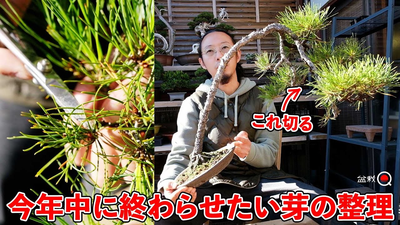 今年中に終わらせたい松の芽かき。あと文人木の差し枝を切りました。【盆栽Q】
