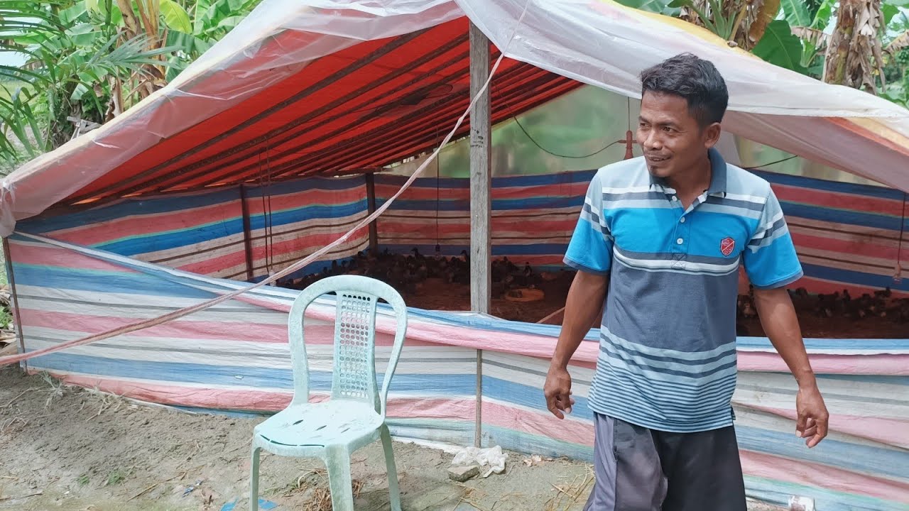 KUNJUNGAN KE KANDANG BEBEK KANG ERWAN USIA 5 HARI 700 EKOR