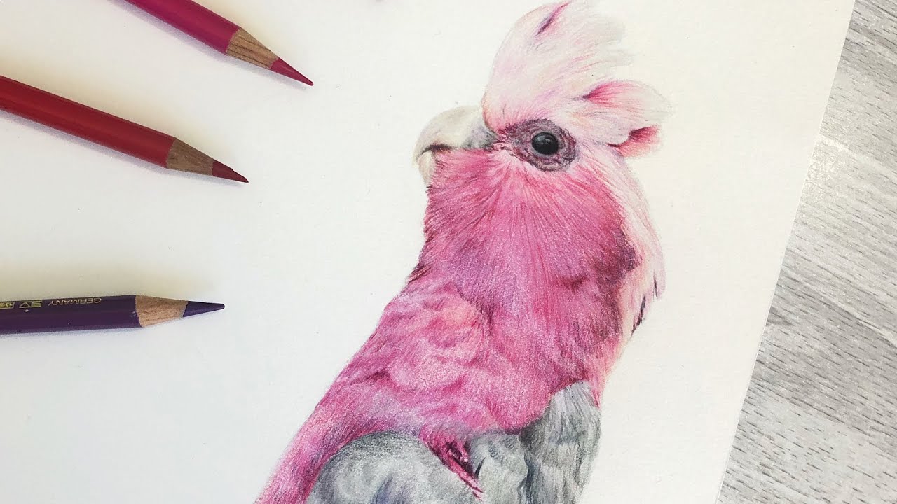 How to Draw BRIGHT Colour Feathers with Coloured Pencil