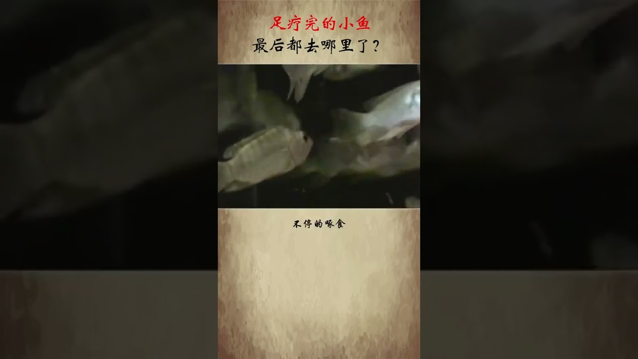 足疗完的小鱼最后都去哪里了 #冷知识 #涨知识 #科普一下 #足疗 # 小鱼