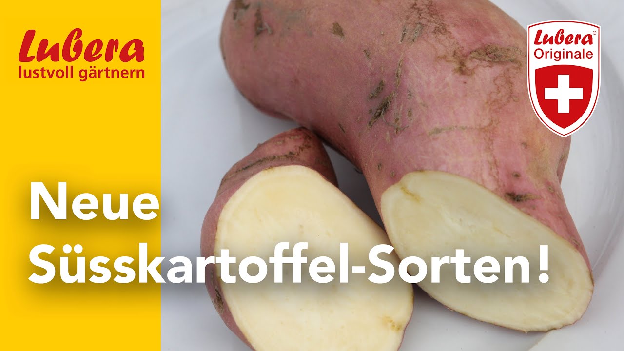 Die 'Thanksgiver'-Süsskartoffeln: Neue Sorten mit grossem Ertrag für die nächsten Gartenjahre