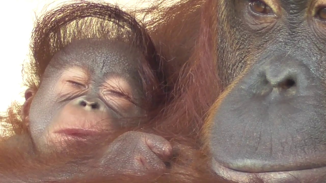 Baby Orangutan LOKI 01 -  Newborn Baby LOKI