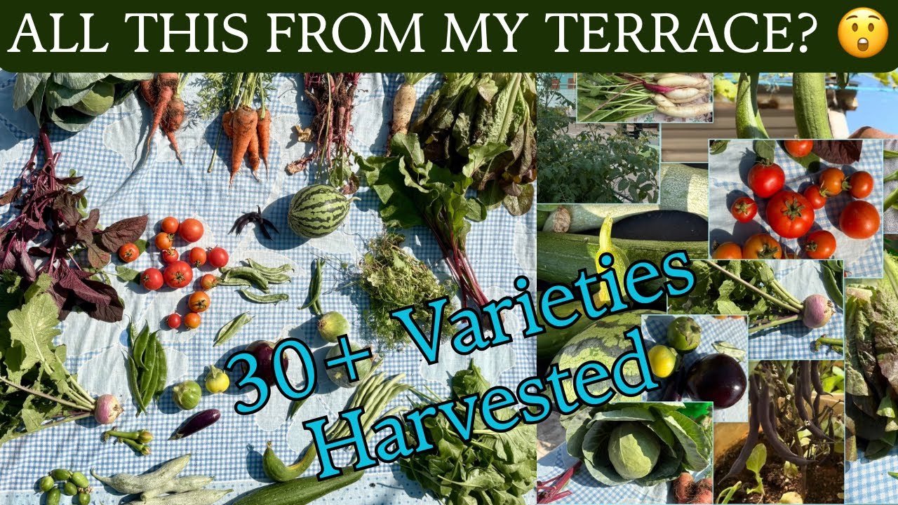 Terrace Garden Harvest January 2026 | Organic Vegetable Harvest at Home
