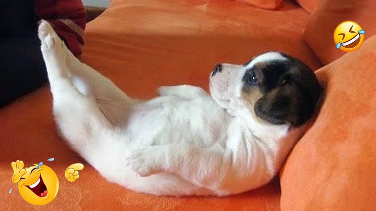 FUNNIEST DOGS On The Internet 😂🐶 I DARE You NOT to LAUGH #10