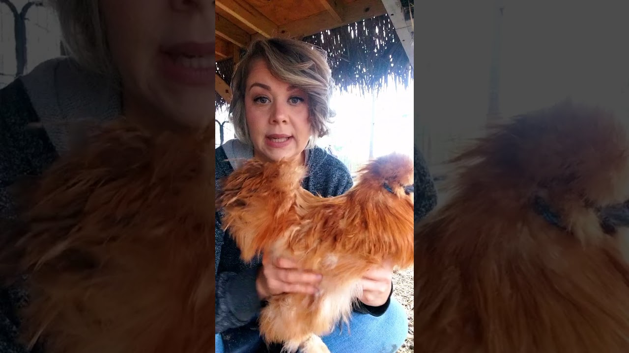 Buff silkie chickens, achieving correct color in your breeding pen. L20250216 105352