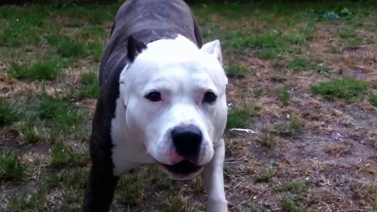 Pitbull ladrando