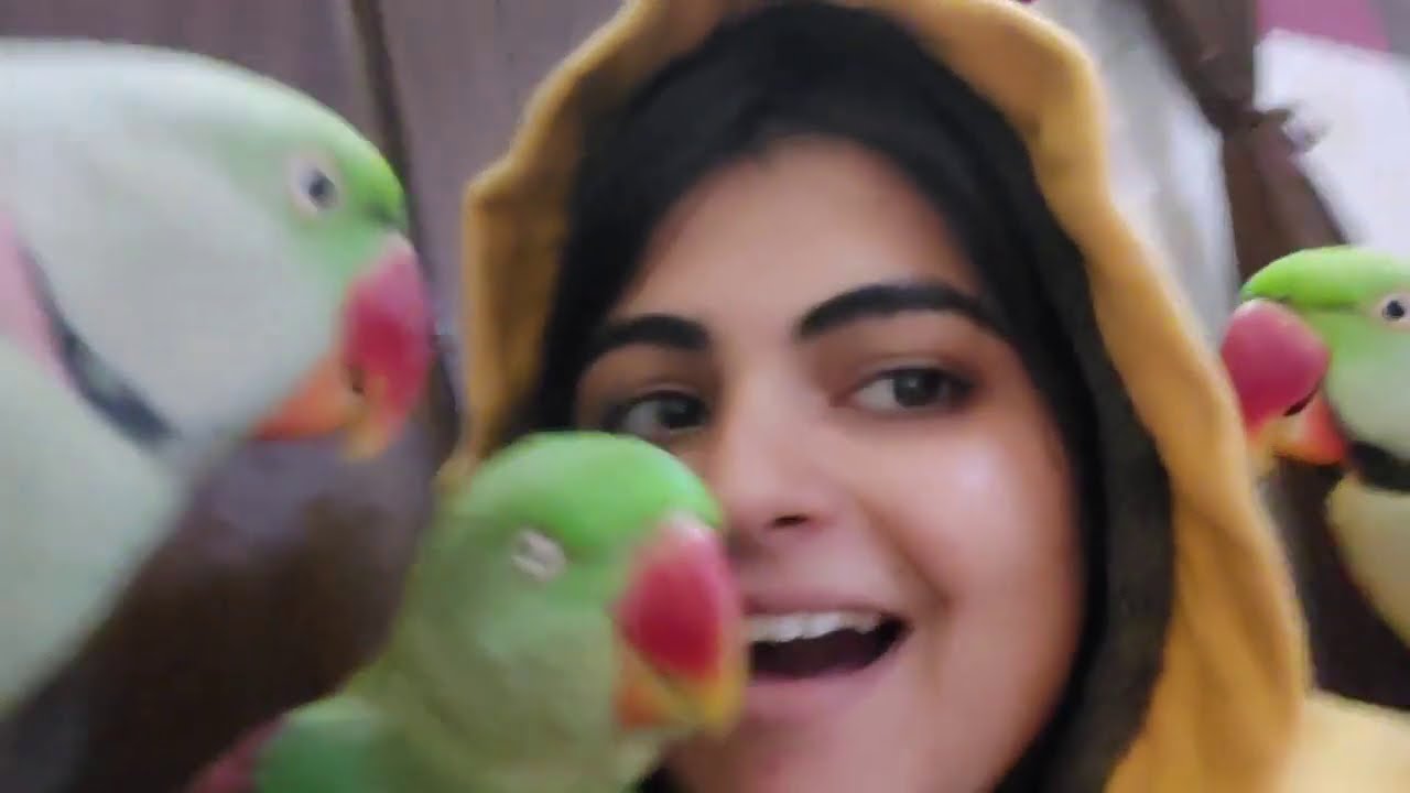 Angry possessive parrot tweety🦜😛| Talking parrots|#talkingparrots #parrotlovers #parakeet #love #anu
