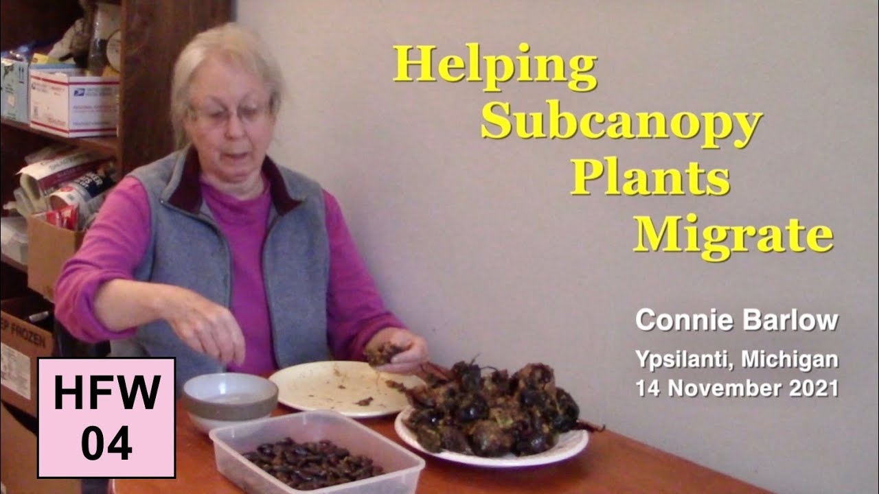 Helping Forests Walk 04 - Helping Subcanopy Trees Migrate