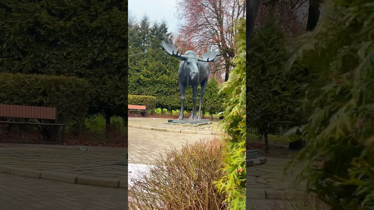 Лось Густав готовится к новому году! 