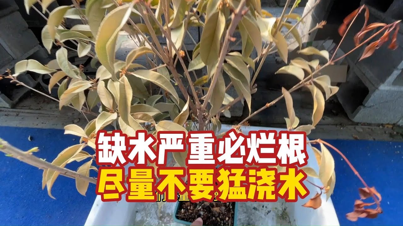 澆水越猛死越快！90%人不知道的爛根真相【禪藝綠植工作室】
