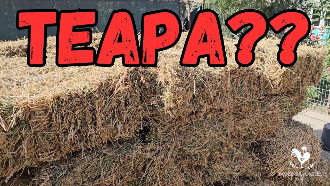 Am luat teapa la baloții pentru capre