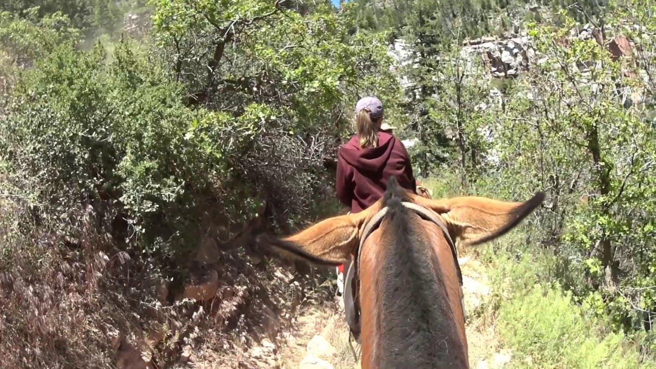 Grand Canyon Mules (down from the rim)