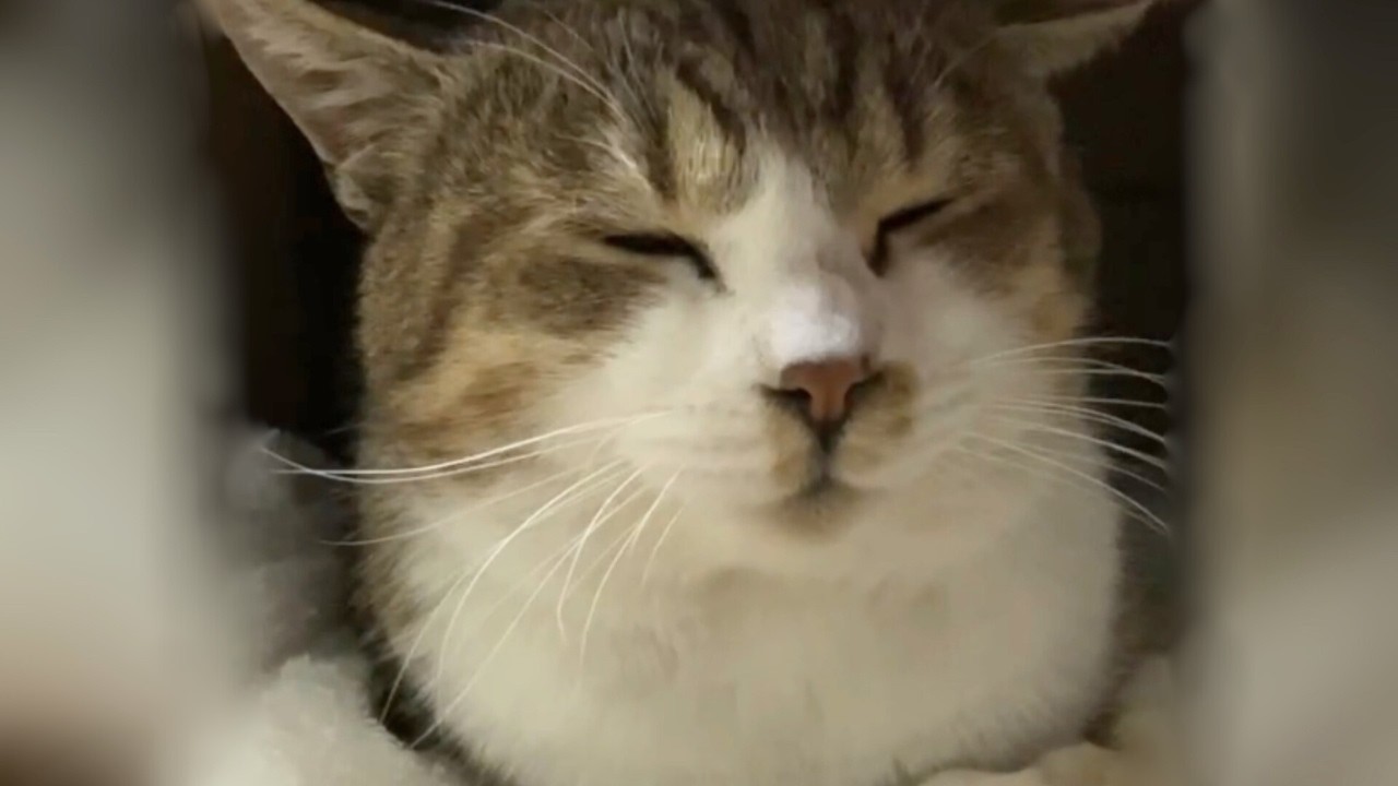 ＃２おしゃべり猫しまちゃん｜この子にとって、何が幸せなのか