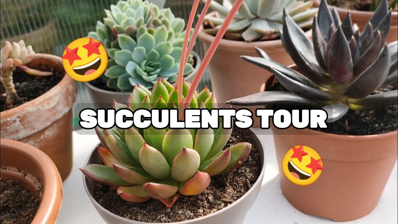 Succulentes Tour #1