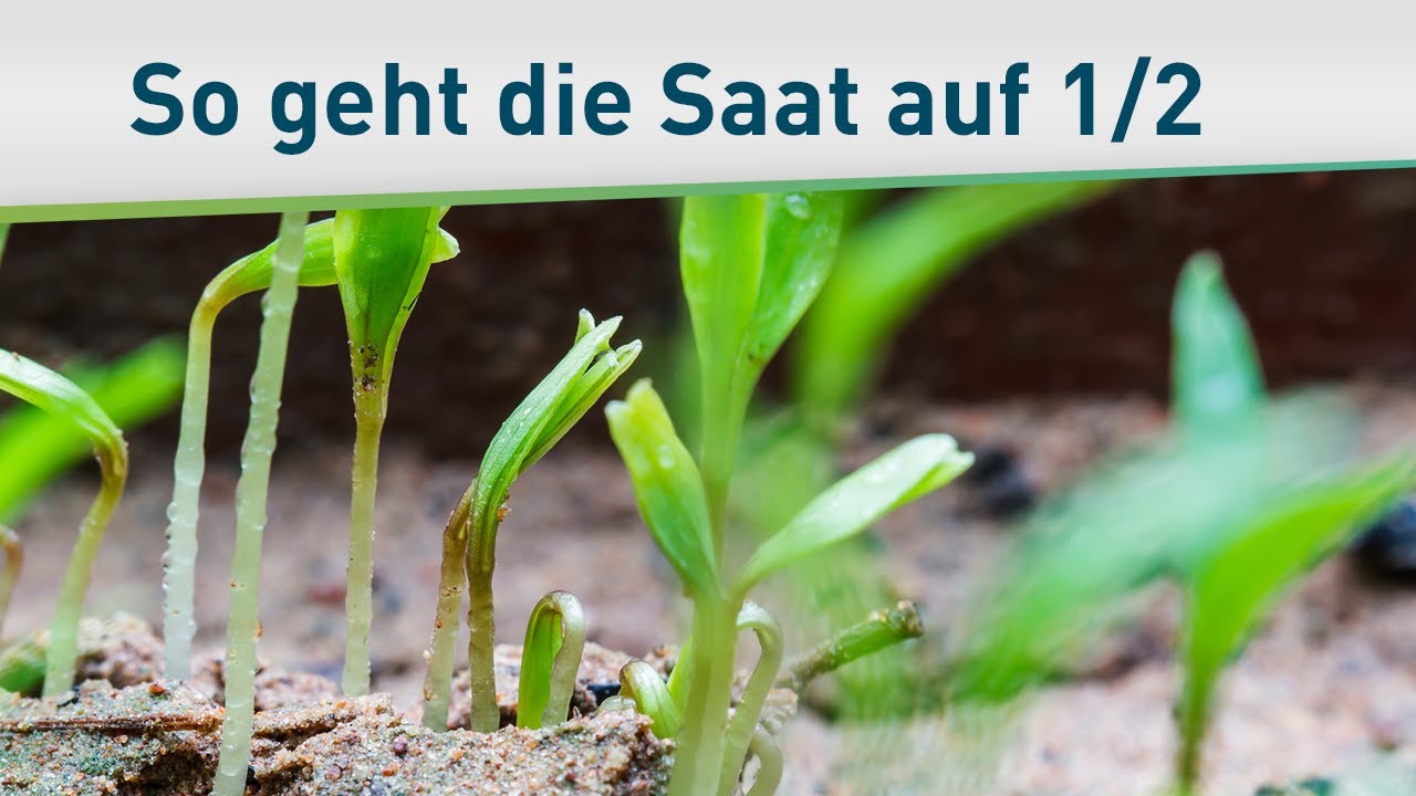 Das Gleichnis vom Sämann 1/2 – Bayless Conley