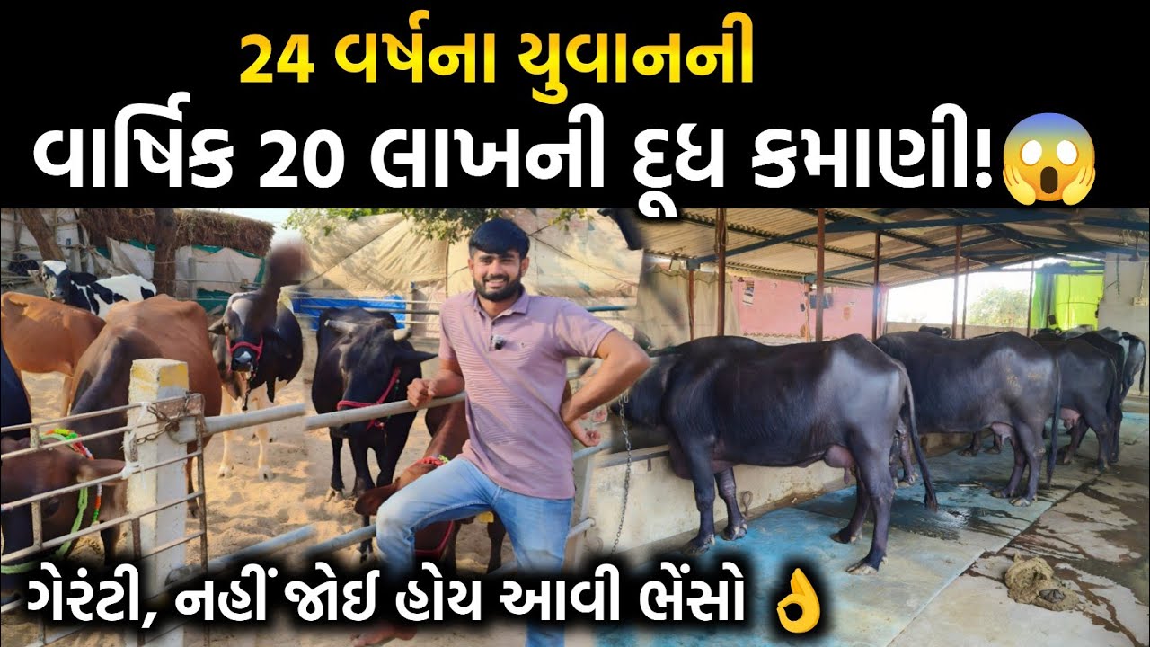 24 વરસનો યુવા વર્ષે ₹ 20 લાખનો દૂધ વ્યવસાય કરશે!From 24 to ₹20 Lakh Income 
