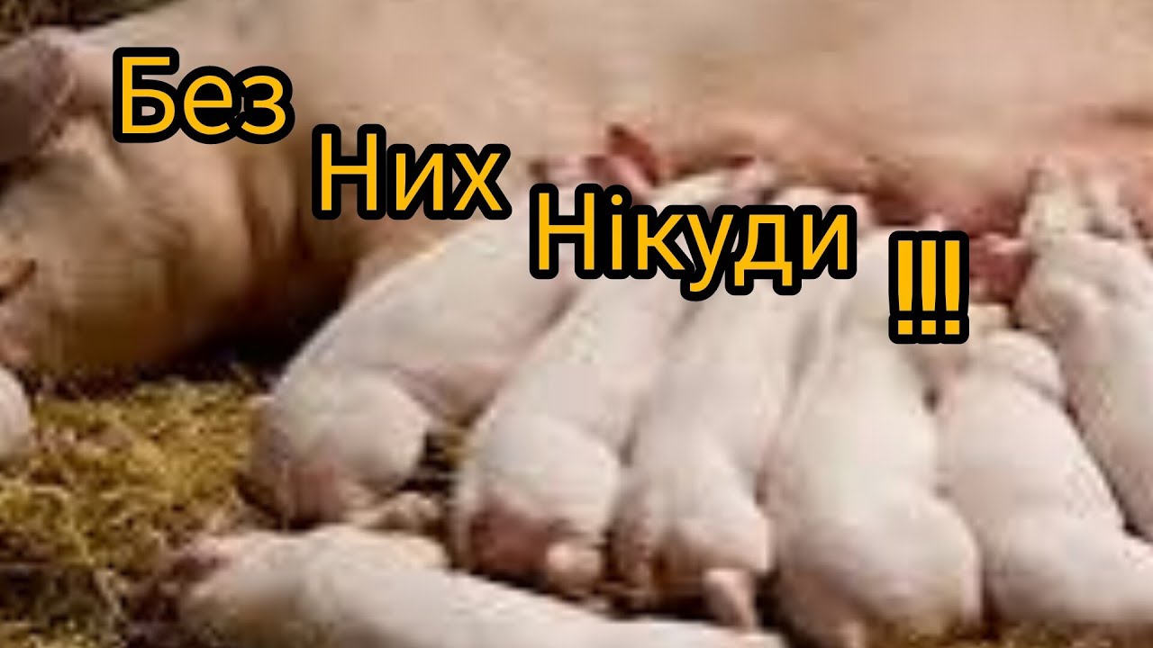 ЗАКУПКА ЦІНА ПОРОСЯТ НА ГОСПОДАРСТВО