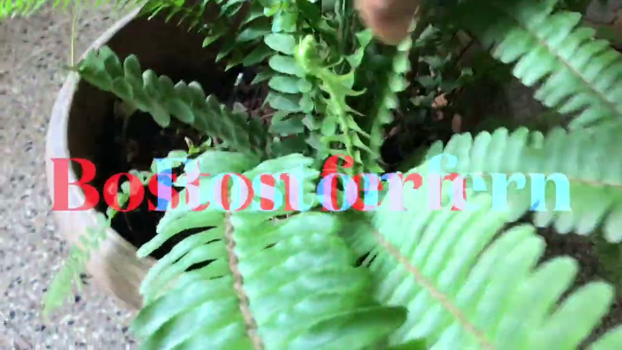Evergreen ferns and varieties of ferns.