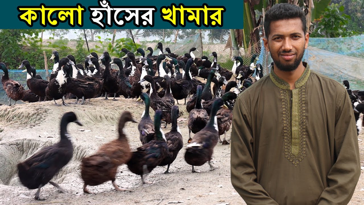 কালো হাঁসের খামার। পাবনার উদ্যোক্তা শাকিল খানের কালো হাঁসের খামারে বাজিমাত। Duck Farming