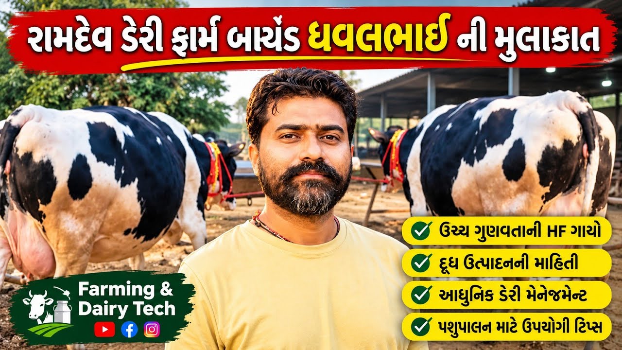 રામદેવ ડેરી ફાર્મ બાયડ ધવલભાઈ ની મુલાકાત. top quality hf cow bayd