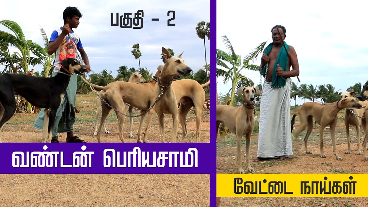 வண்டன் பெரியசாமி வேட்டை நாய் | பகுதி 2 | Tamilarin Veera Marabu
