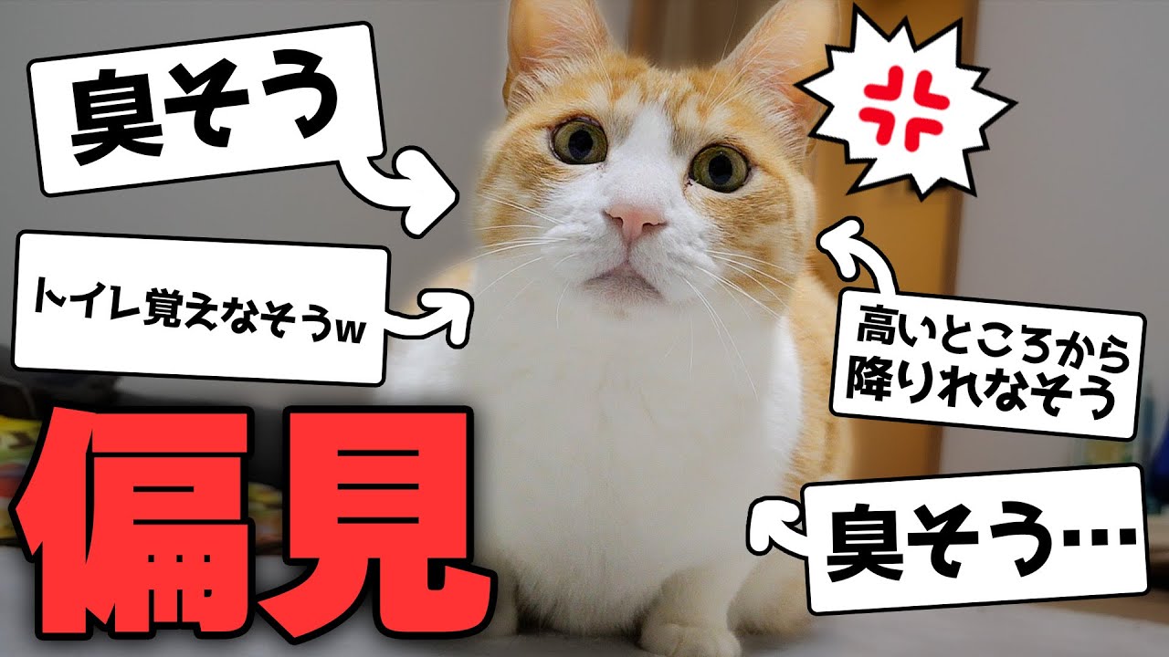 猫を飼ってない人に" 猫への偏見 "を募集した結果がヒドすぎましたwww