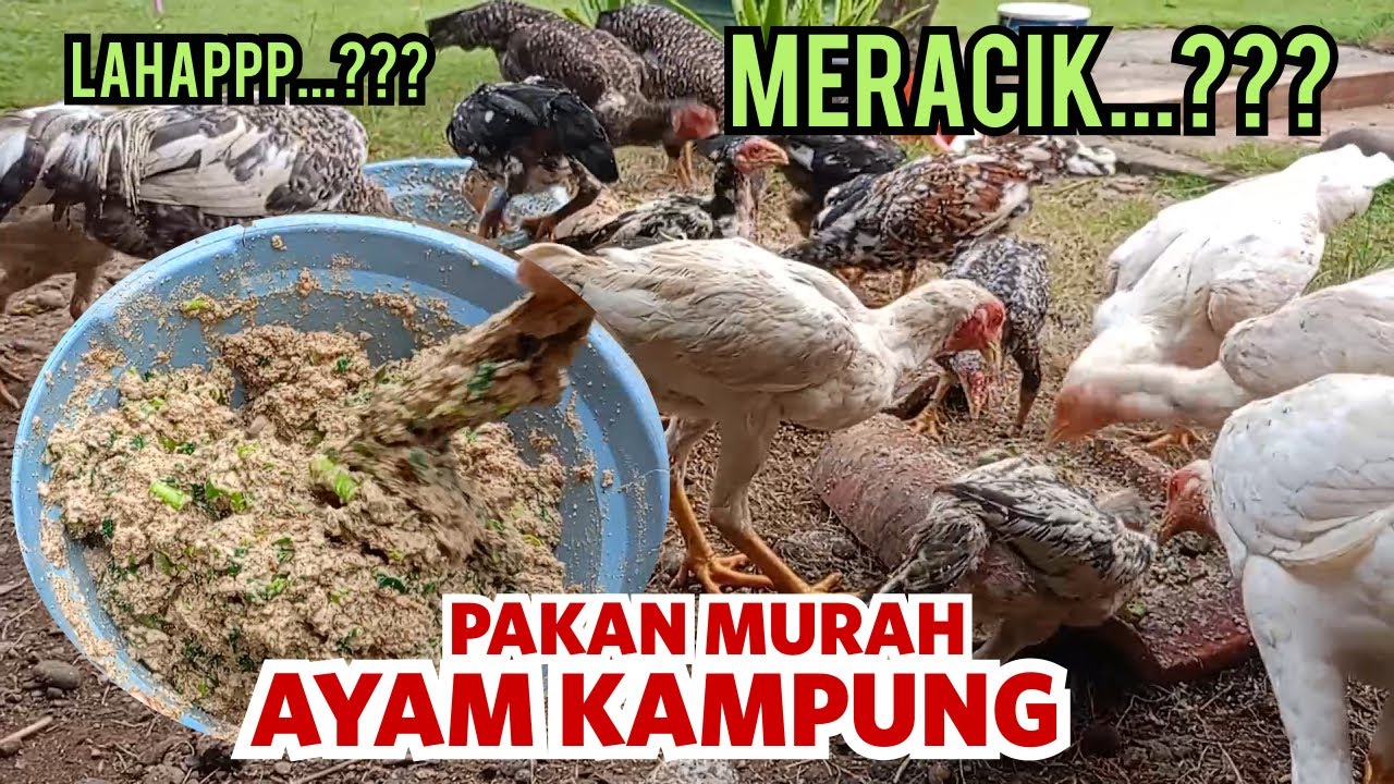Cara Membuat Pakan Ayam Murah Sehat Untung Besar Ayam Kampung