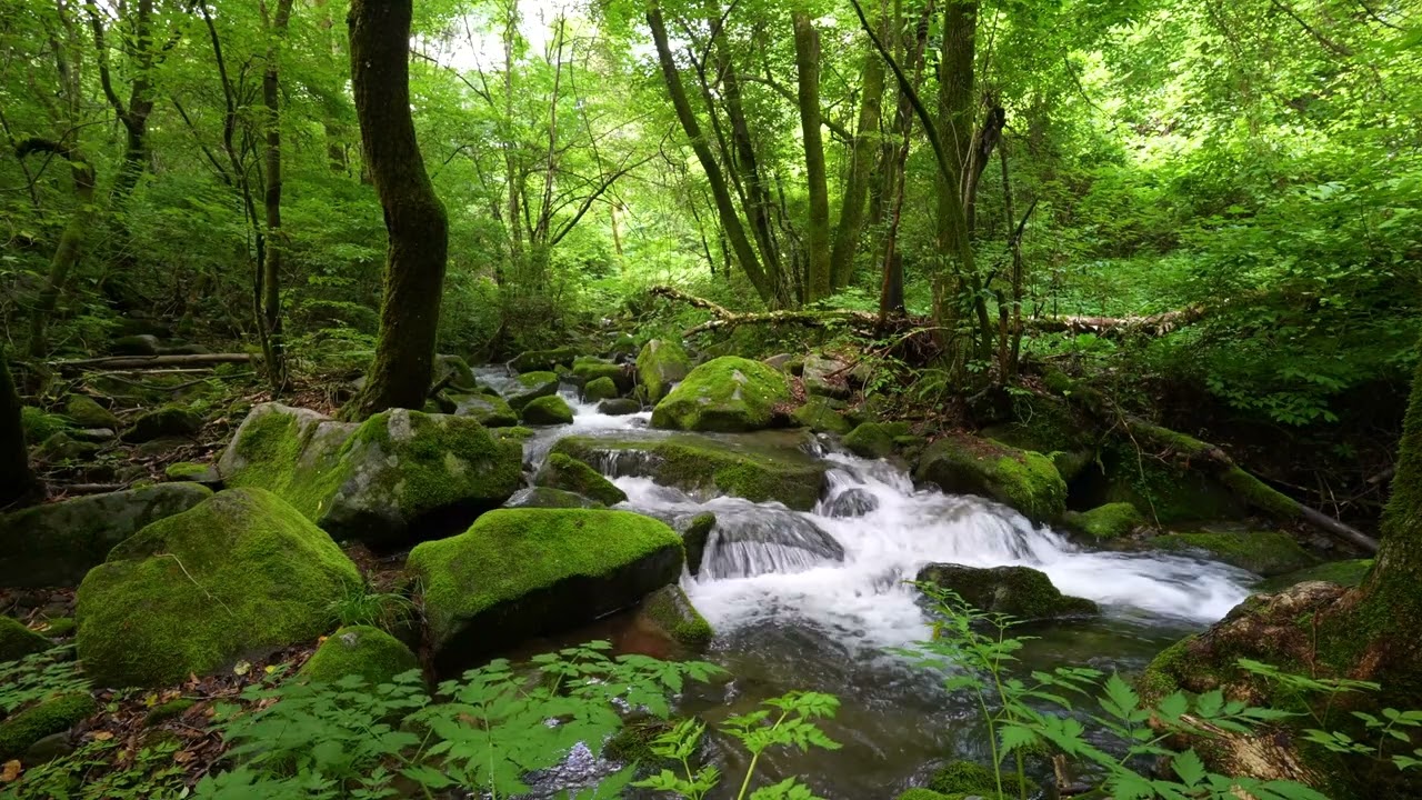 Радостные звуки маленьких птиц, шум ручья, мелодия леса