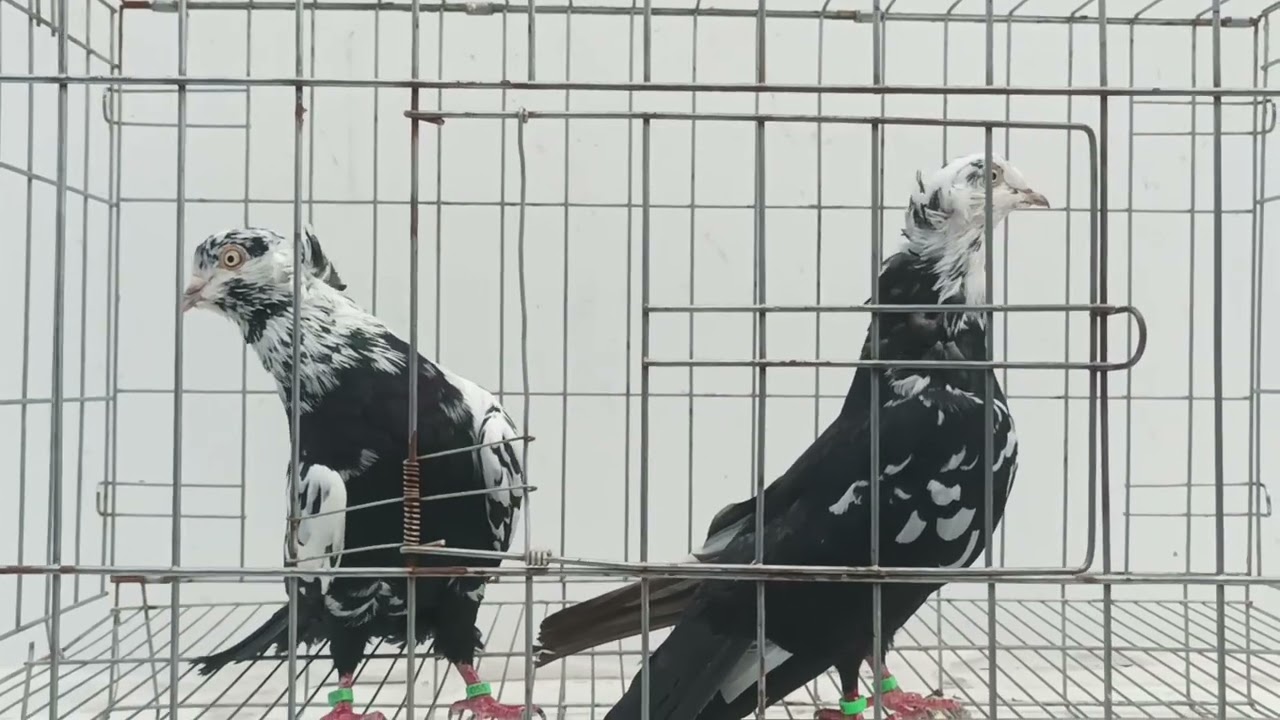 Голуби города Ангрен 🕊️🕊️🕊️👍🔥❤️‍🔥