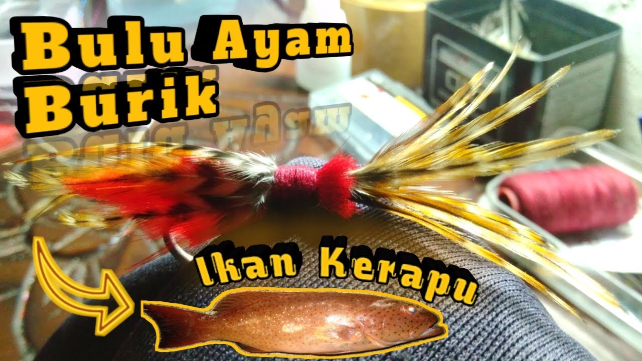 Cara membuat umpan bulu ayam untuk ikan kerapu merah