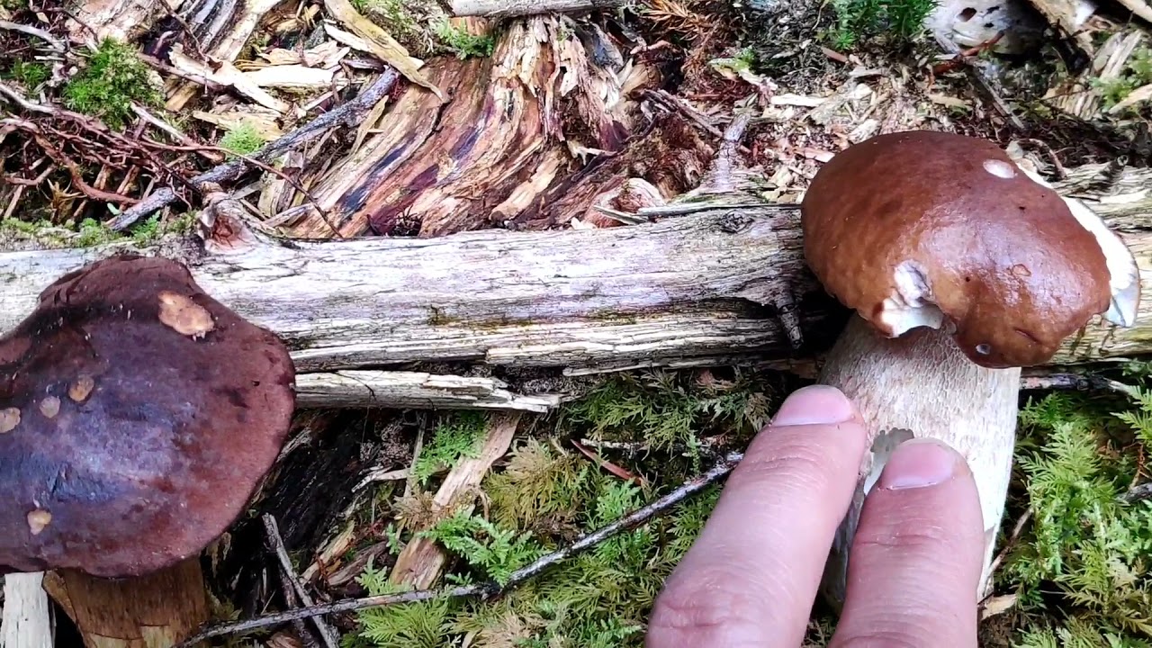 Zwei sehr gute R&ouml;hrlinge - Steinpilz und Maronenr&ouml;hrling